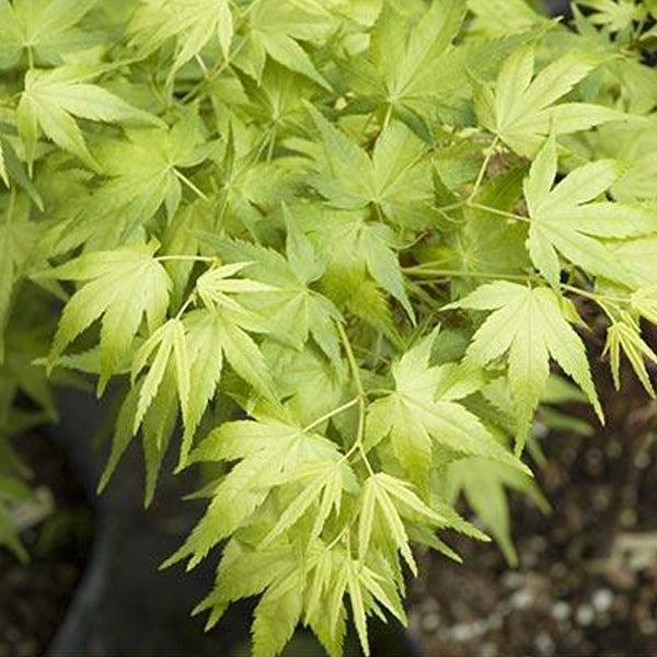 Acer Palmatum 'shidava Gold' - View 8 from www redcrocus com