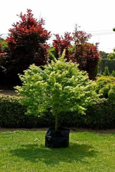 Acer Palmatum 'shidava Gold' - View 9 from www redcrocus com