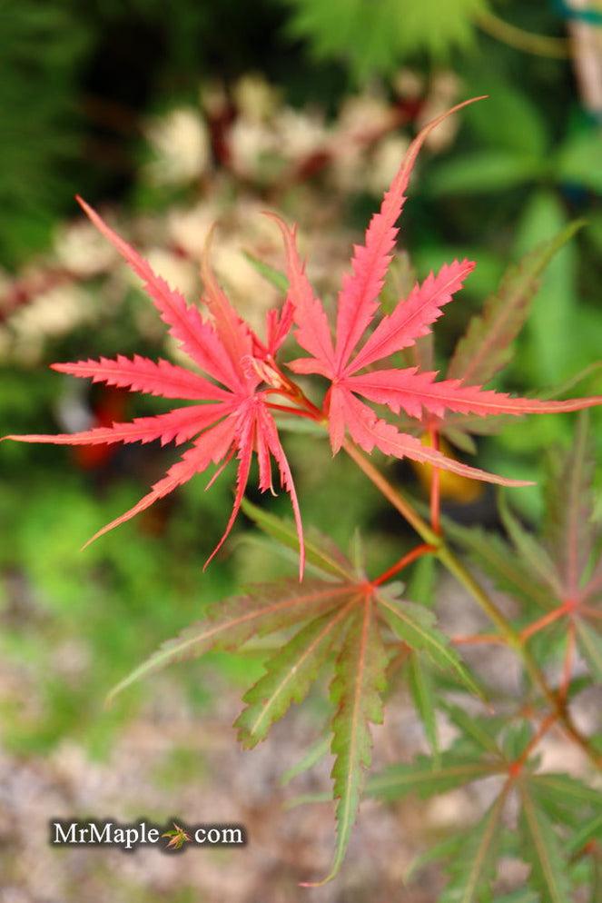 Acer Palmatum Englishtown - View 10 from www redcrocus com