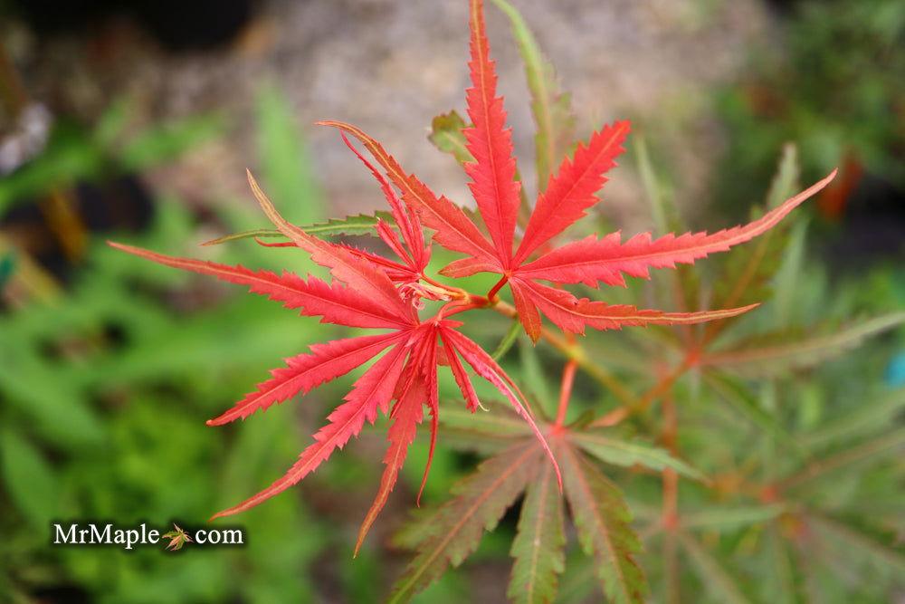 Acer Palmatum Englishtown - View 12 from www redcrocus com
