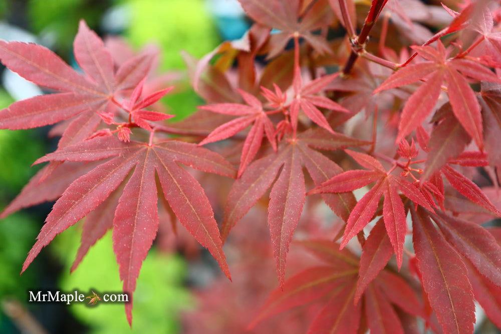Acer Palmatum Englishtown - View 13 from www redcrocus com