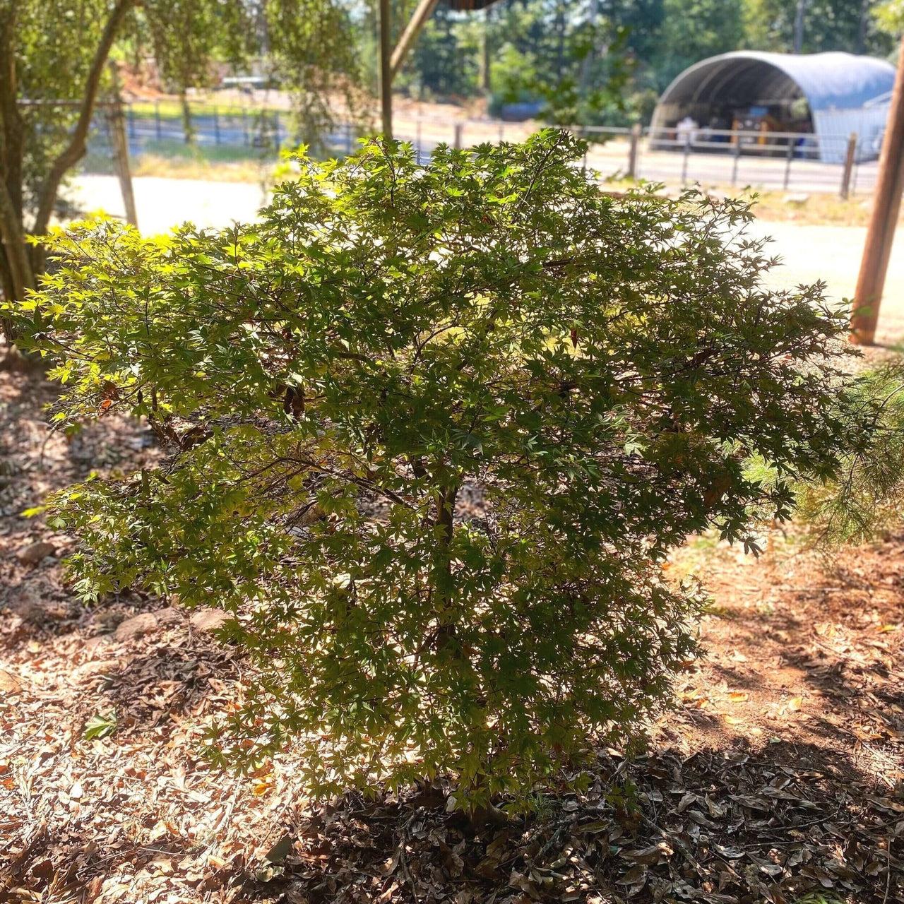 Acer Palmatum Englishtown - View 15 from www redcrocus com