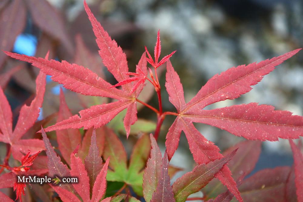 Acer Palmatum Englishtown - View 16 from www redcrocus com