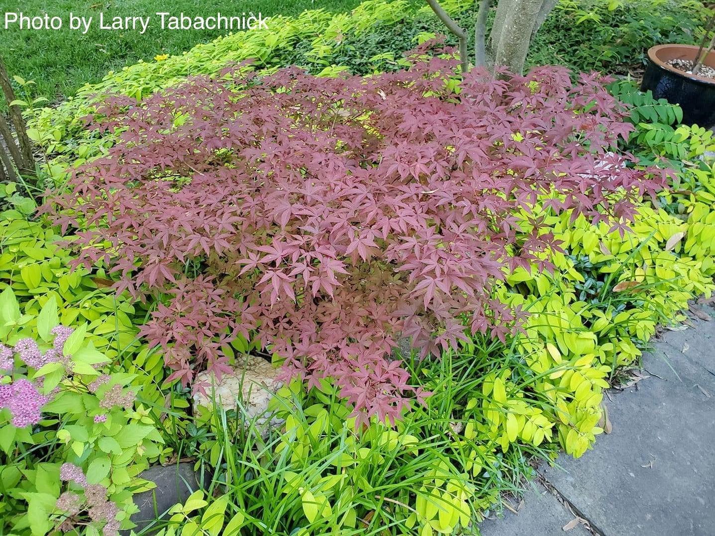 Acer Palmatum Englishtown - View 17 from www redcrocus com