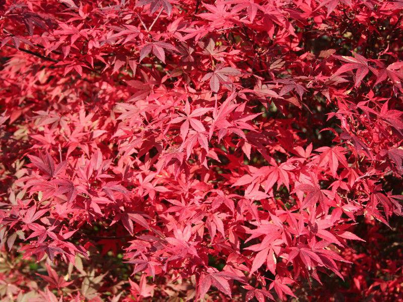Acer Palmatum Englishtown - View 18 from www redcrocus com