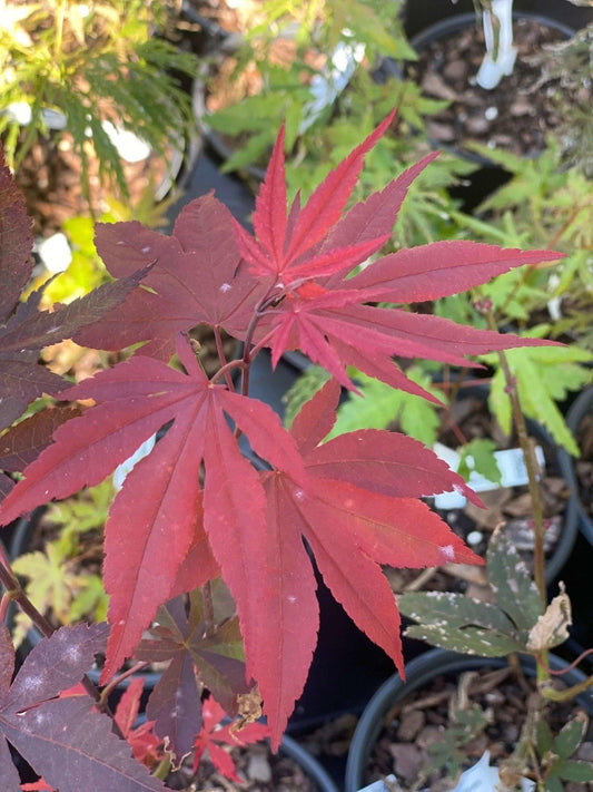 Acer Palmatum Englishtown - View 1 from www redcrocus com