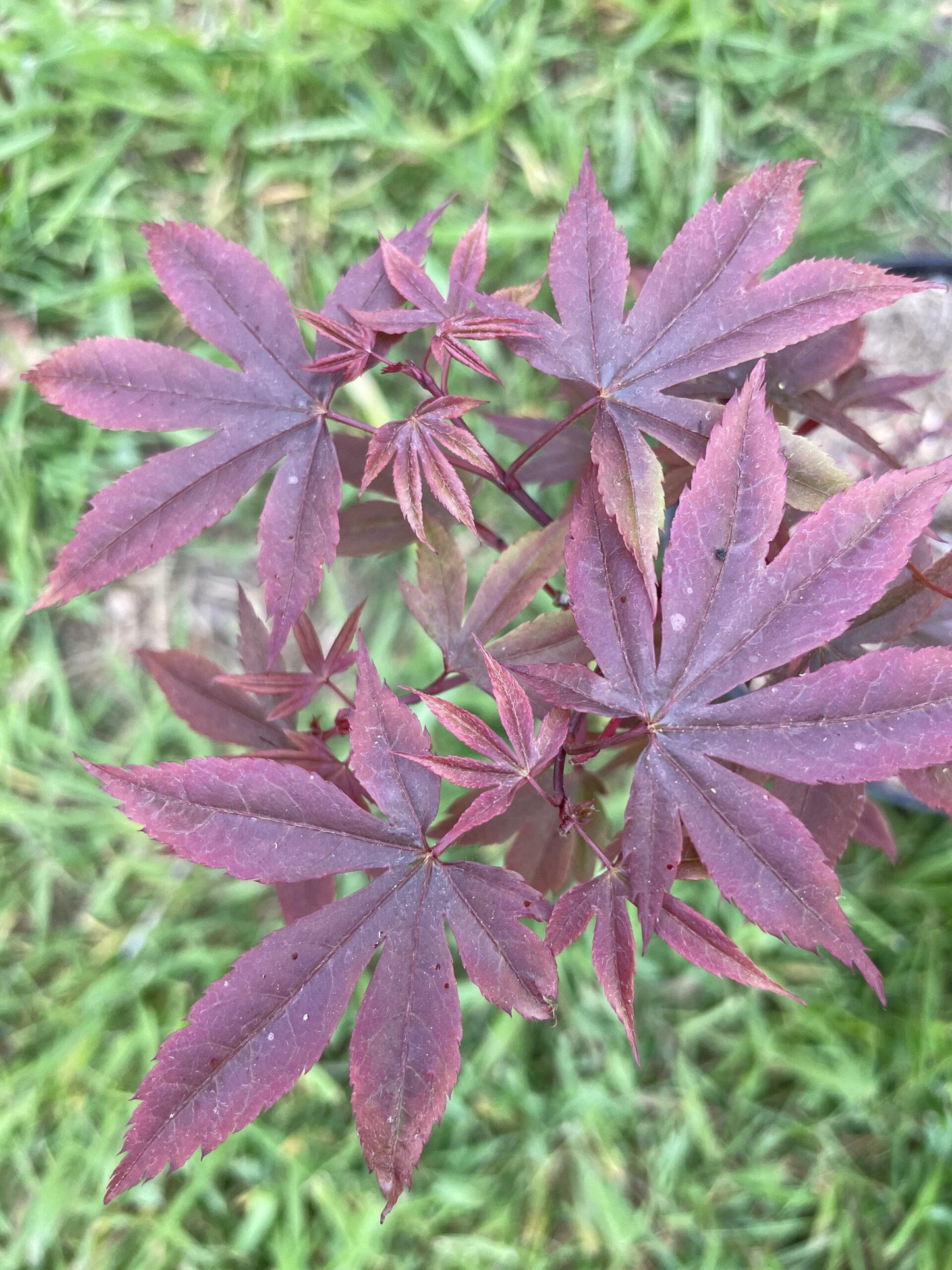 Acer Palmatum Englishtown - View 2 from www redcrocus com