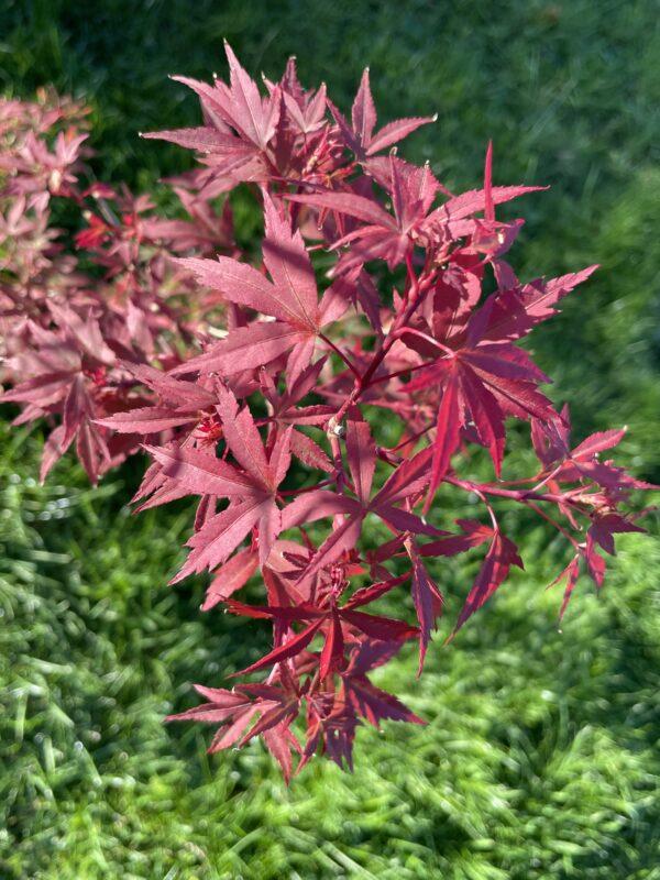 Acer Palmatum Englishtown - View 4 from www redcrocus com