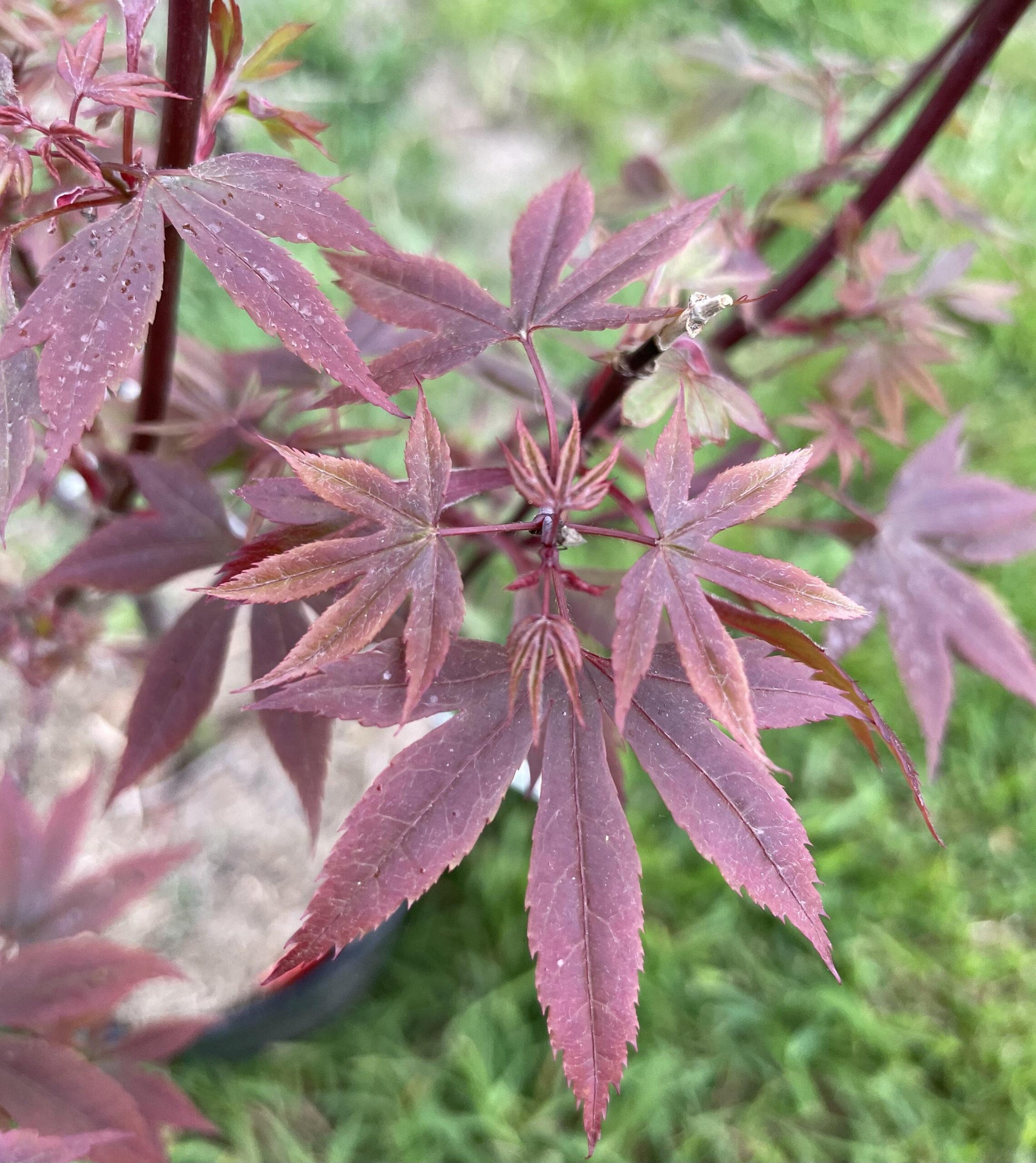 Acer Palmatum Englishtown - View 7 from www redcrocus com