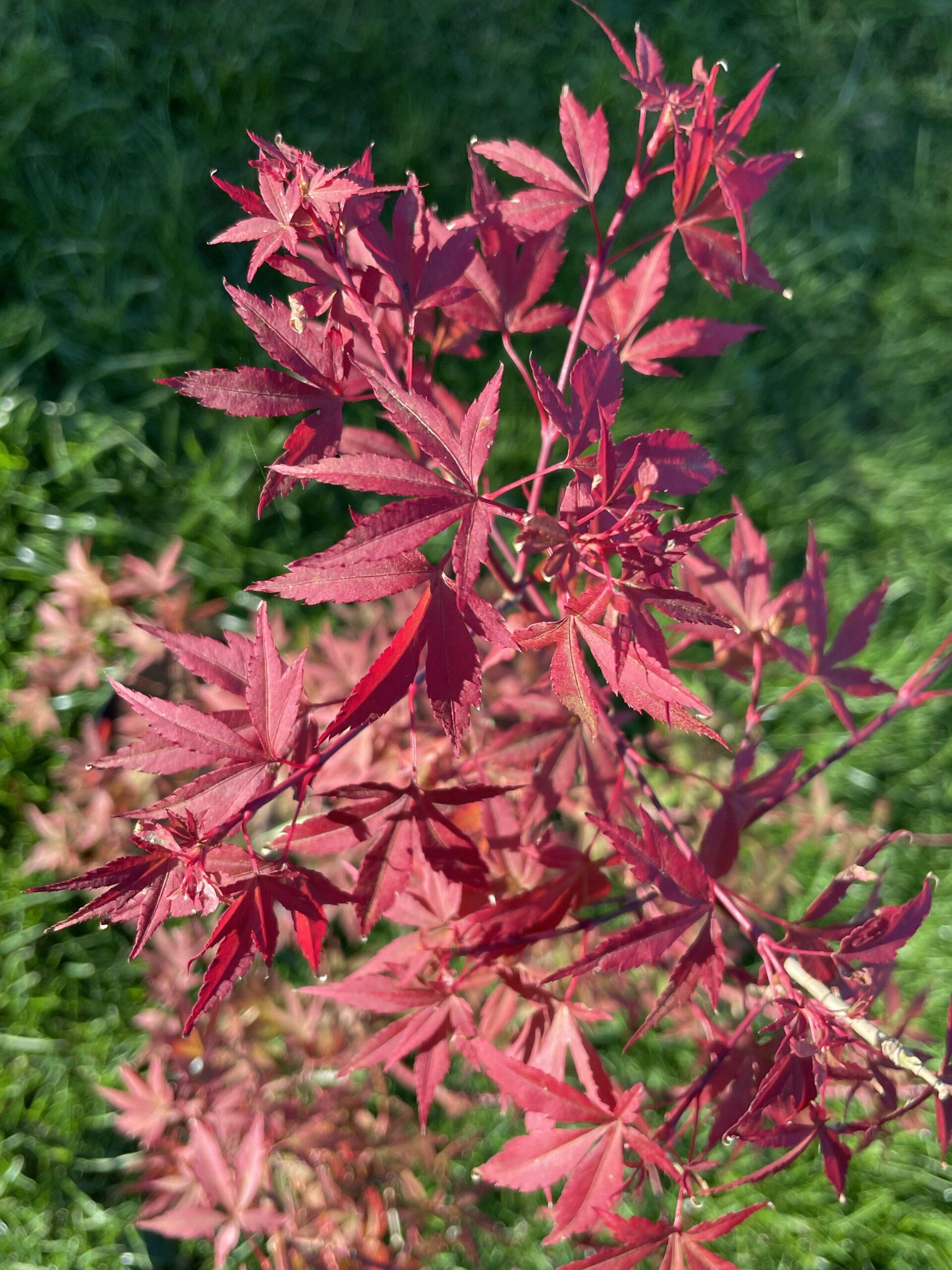 Acer Palmatum Englishtown - View 8 from www redcrocus com