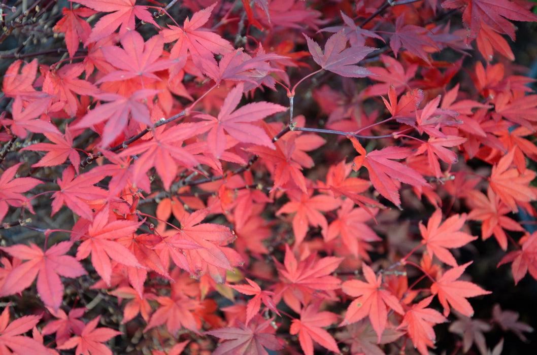Acer Palmatum Englishtown - View 9 from www redcrocus com