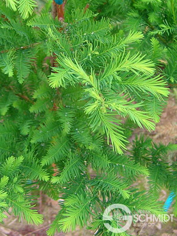 Taxodium Distichum Green Whisper - View 10 from www redcrocus com