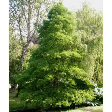 Taxodium Distichum Green Whisper - View 15 from www redcrocus com