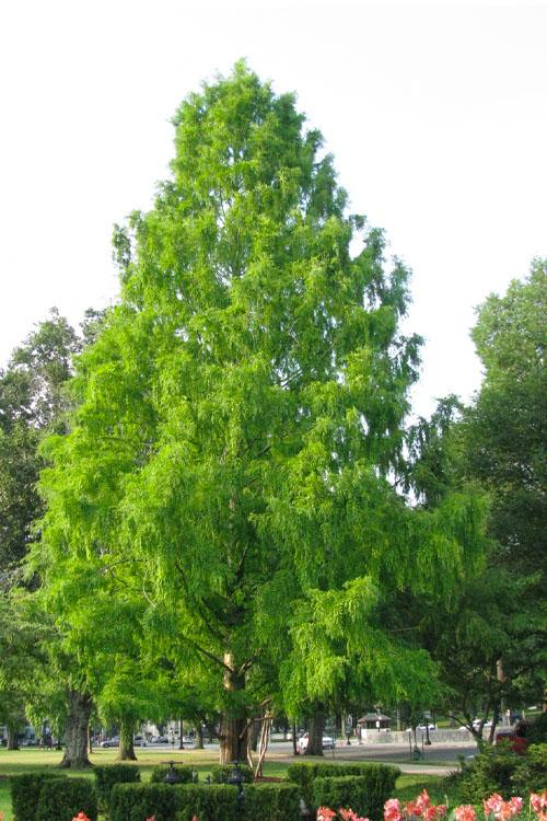 Taxodium Distichum Green Whisper - View 12 from www redcrocus com