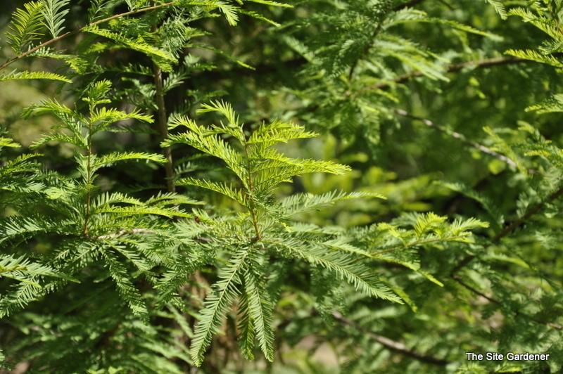 Taxodium Distichum Green Whisper - View 14 from www redcrocus com