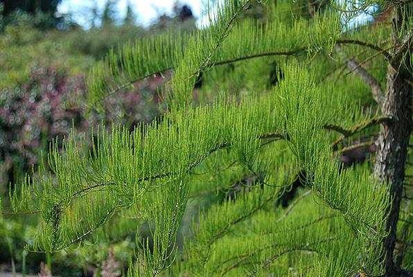 Taxodium Distichum Green Whisper - View 15 from www redcrocus com
