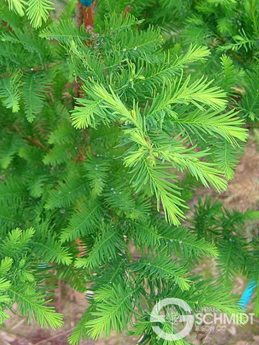 Taxodium Distichum Green Whisper - View 16 from www redcrocus com