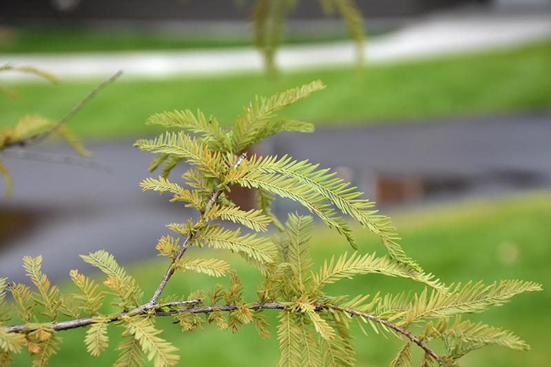 Taxodium Distichum Green Whisper - View 4 from www redcrocus com