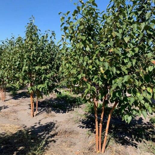 Betula Papyrifera Renaissance Oasis Multi Stem - View 1 from www redcrocus com