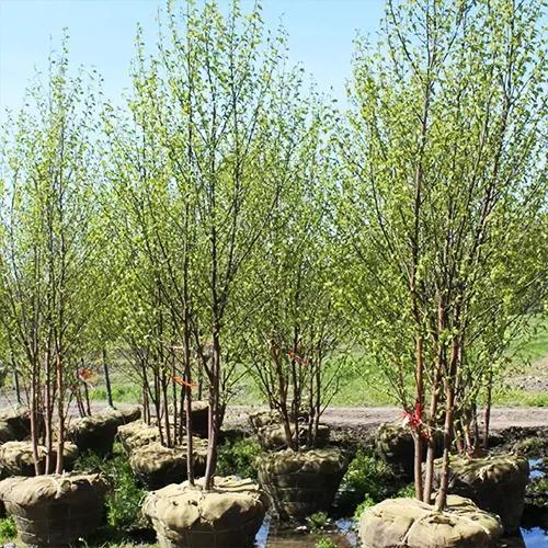 Betula Papyrifera Renaissance Oasis Single Stem - View 12 from www redcrocus com