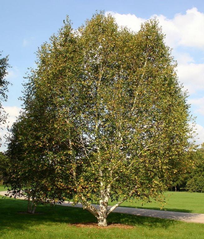 Betula Papyrifera Renaissance Oasis Single Stem - View 17 from www redcrocus com
