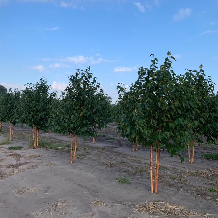 Betula Papyrifera Renaissance Oasis Single Stem - View 19 from www redcrocus com