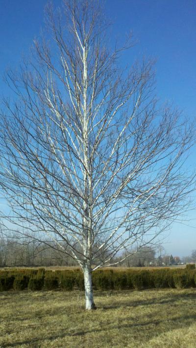 Betula Papyrifera Renaissance Oasis Single Stem - View 1 from www redcrocus com