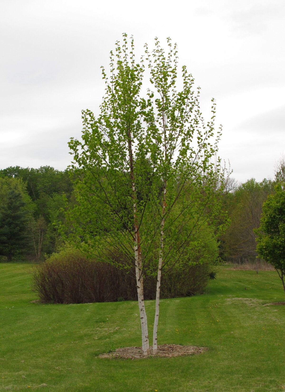 Betula Papyrifera Renaissance Oasis Single Stem - View 2 from www redcrocus com