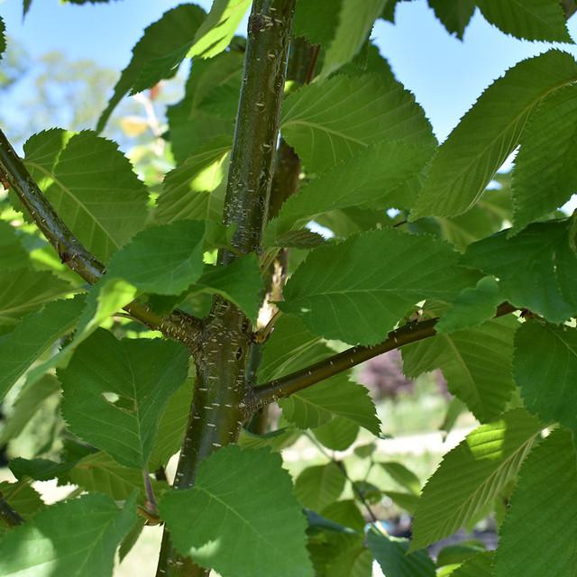 Betula Papyrifera Renaissance Oasis Single Stem - View 5 from www redcrocus com