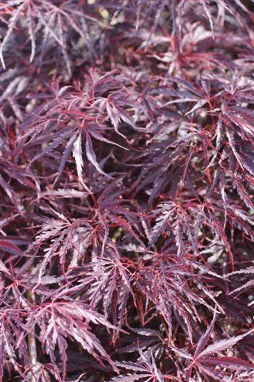 Acer Palmatum Dissectum Tamukeyama Screen - View 15 from www redcrocus com