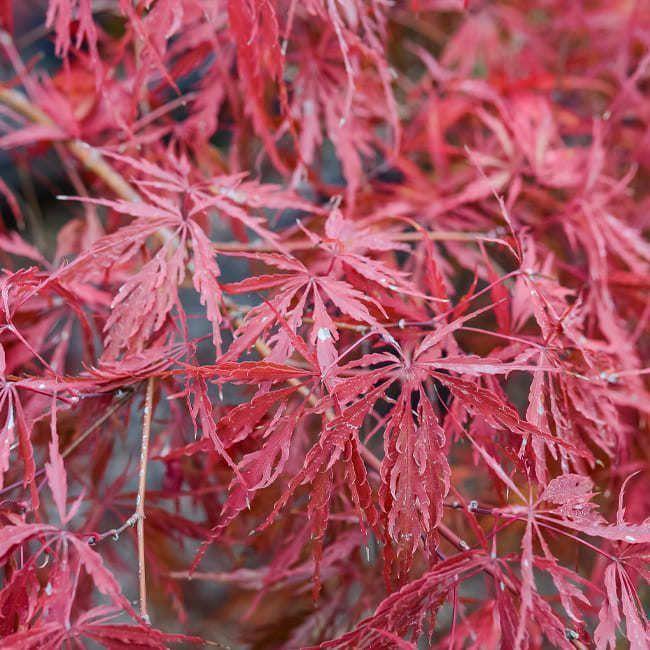 Acer Palmatum Dissectum Tamukeyama Screen - View 6 from www redcrocus com