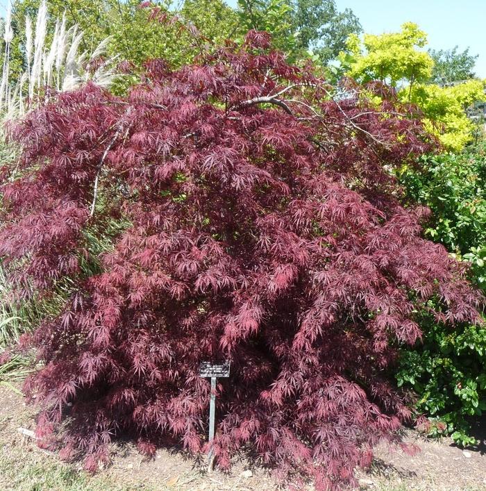 Acer Palmatum Dissectum Tamukeyama Screen - View 9 from www redcrocus com