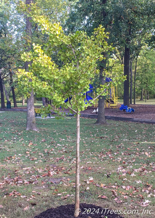 Ginkgo Biloba Windover Gold Single Stem - View 10 from www redcrocus com
