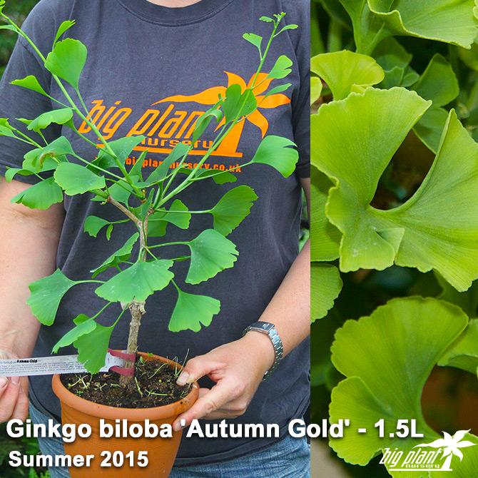 Ginkgo Biloba Windover Gold Single Stem - View 15 from www redcrocus com