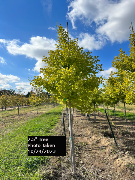 Ginkgo Biloba Windover Gold Single Stem - View 1 from www redcrocus com