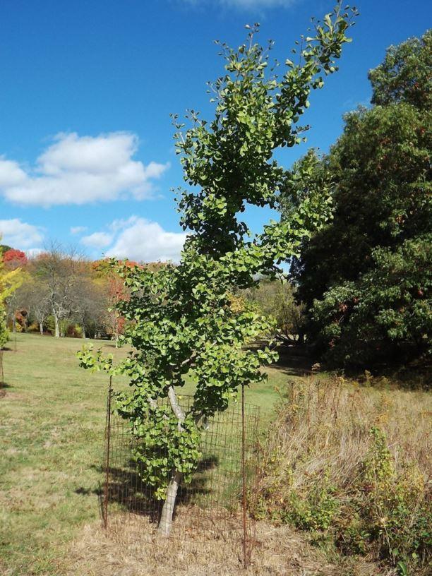 Ginkgo Biloba Windover Gold Single Stem - View 6 from www redcrocus com