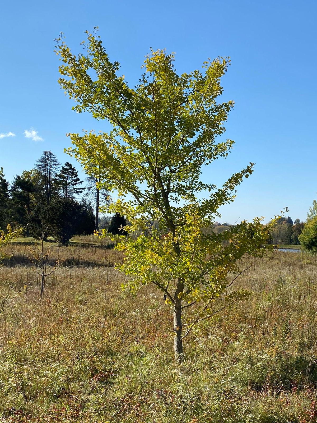 Ginkgo Biloba Windover Gold Single Stem - View 9 from www redcrocus com
