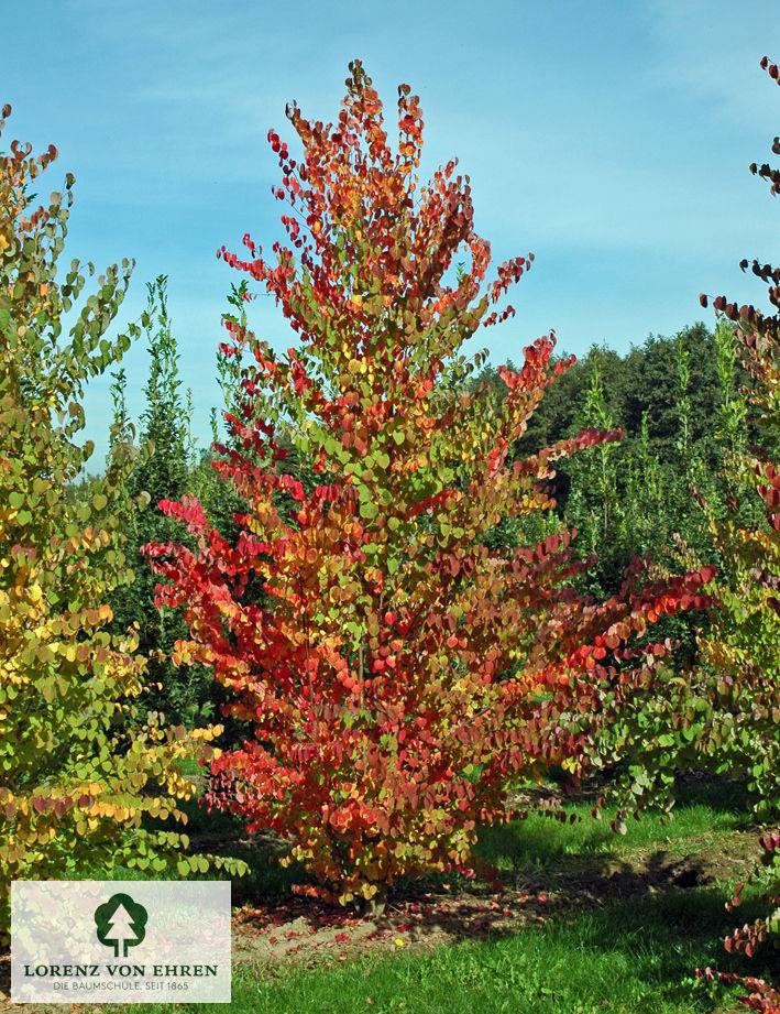Cercidiphyllum Japonicum - View 11 from www redcrocus com