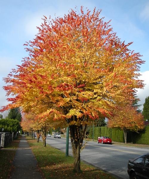 Cercidiphyllum Japonicum - View 14 from www redcrocus com