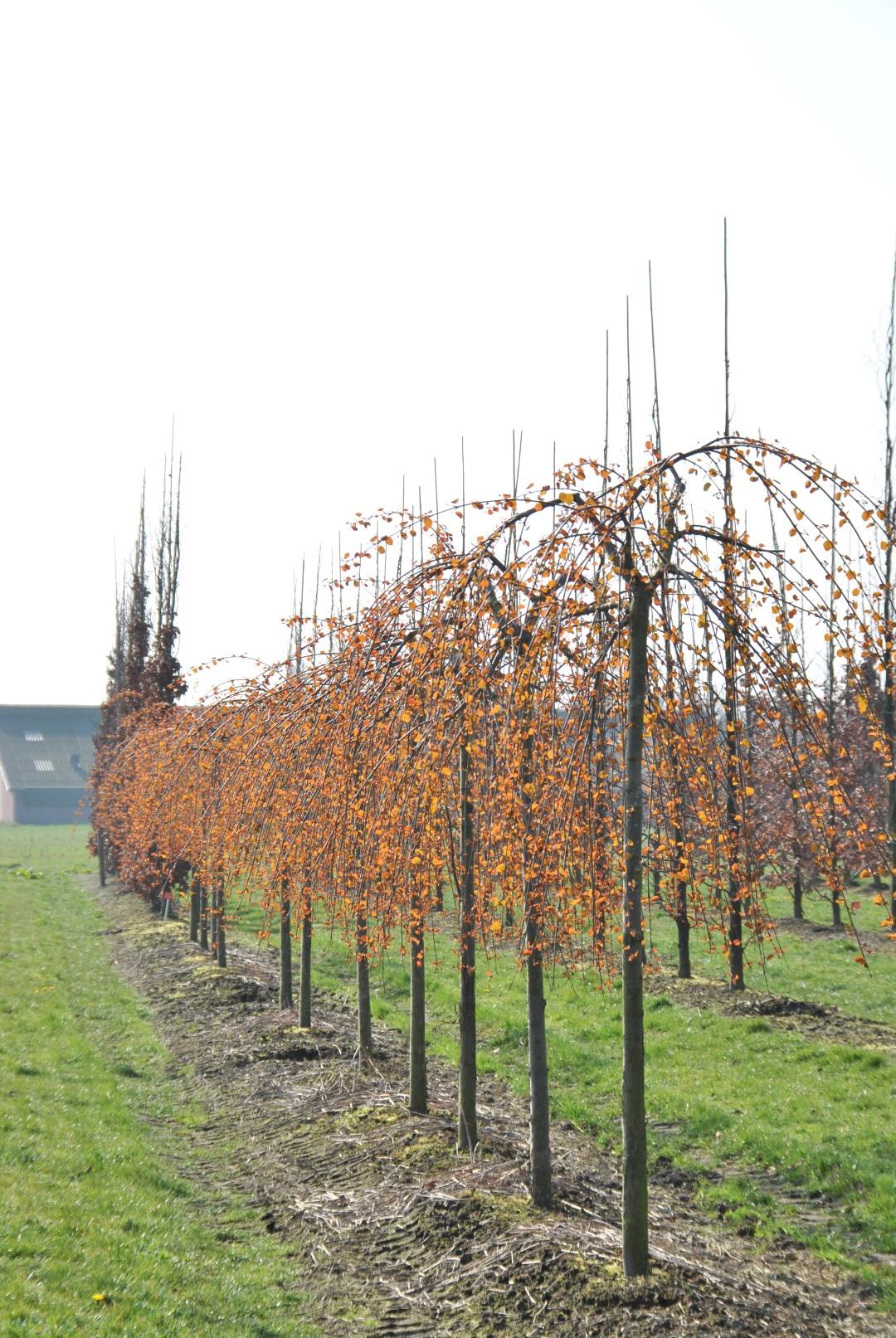 Cercidiphyllum Japonicum - View 15 from www redcrocus com