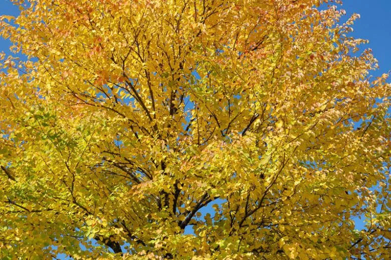 Cercidiphyllum Japonicum - View 17 from www redcrocus com