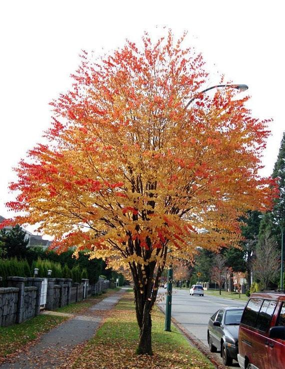 Cercidiphyllum Japonicum - View 19 from www redcrocus com