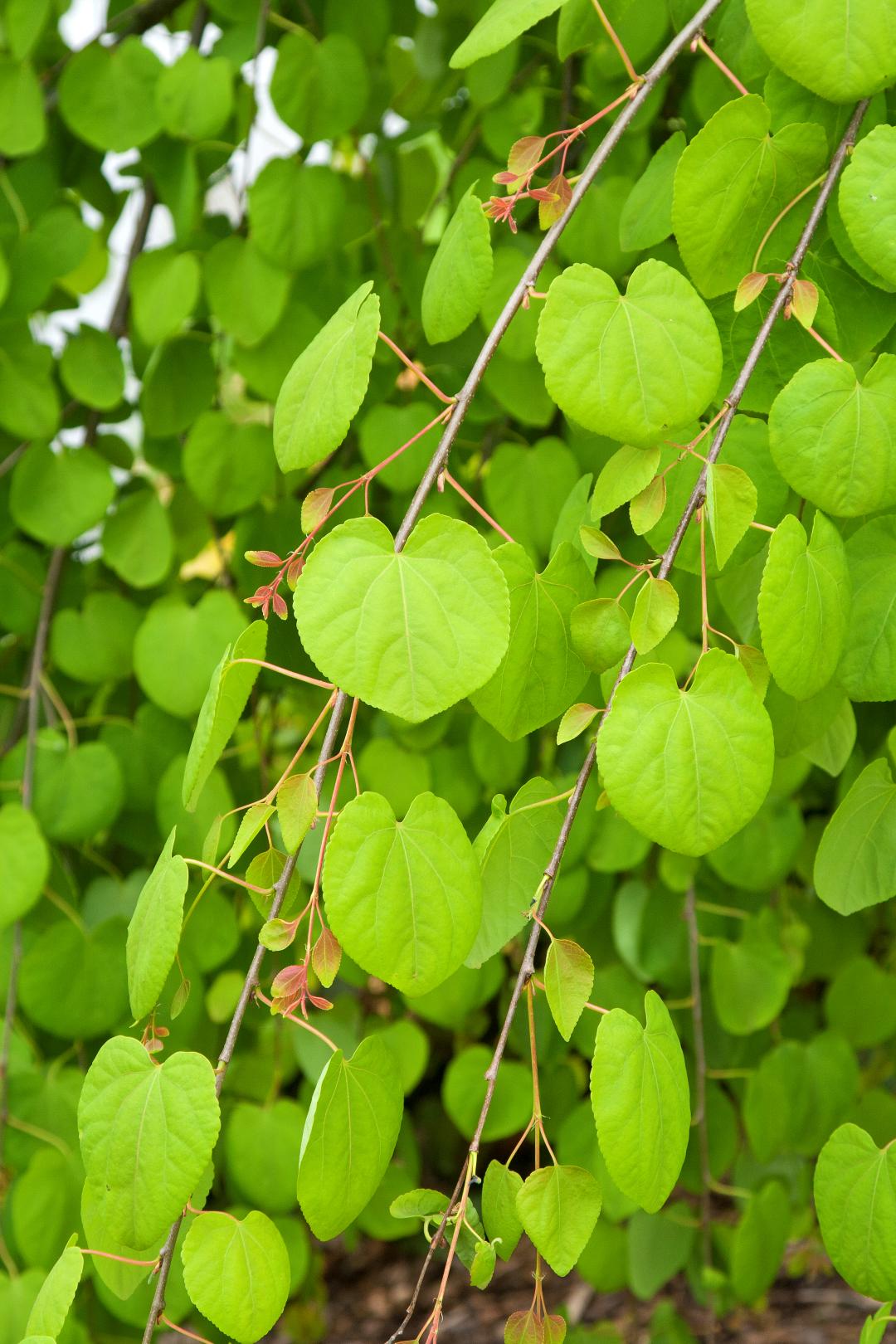 Cercidiphyllum Japonicum - View 20 from www redcrocus com