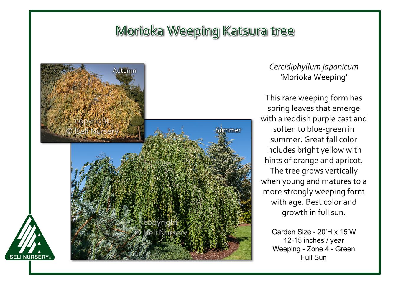 Cercidiphyllum Japonicum - View 21 from www redcrocus com