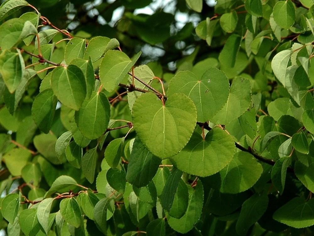 Cercidiphyllum Japonicum - View 22 from www redcrocus com