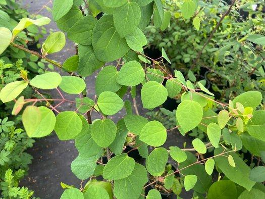 Cercidiphyllum Japonicum - View 25 from www redcrocus com