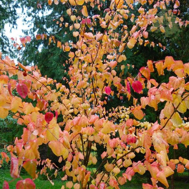 Cercidiphyllum Japonicum - View 28 from www redcrocus com