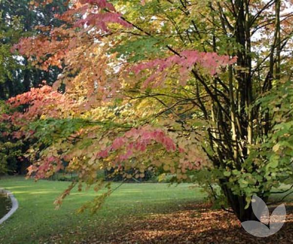 Cercidiphyllum Japonicum - View 29 from www redcrocus com