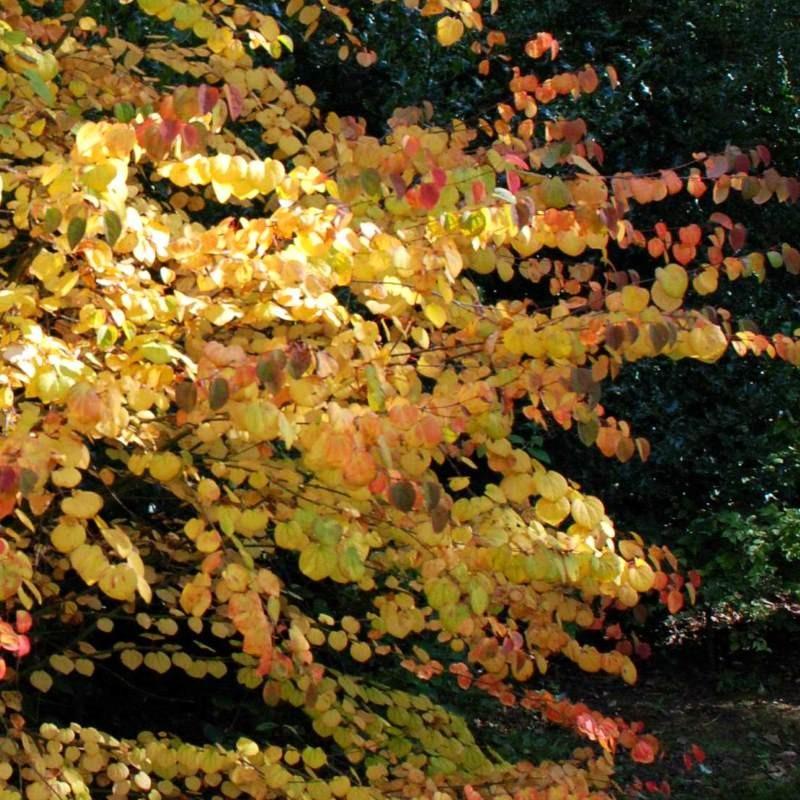 Cercidiphyllum Japonicum - View 30 from www redcrocus com