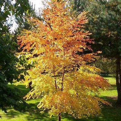 Cercidiphyllum Japonicum - View 31 from www redcrocus com